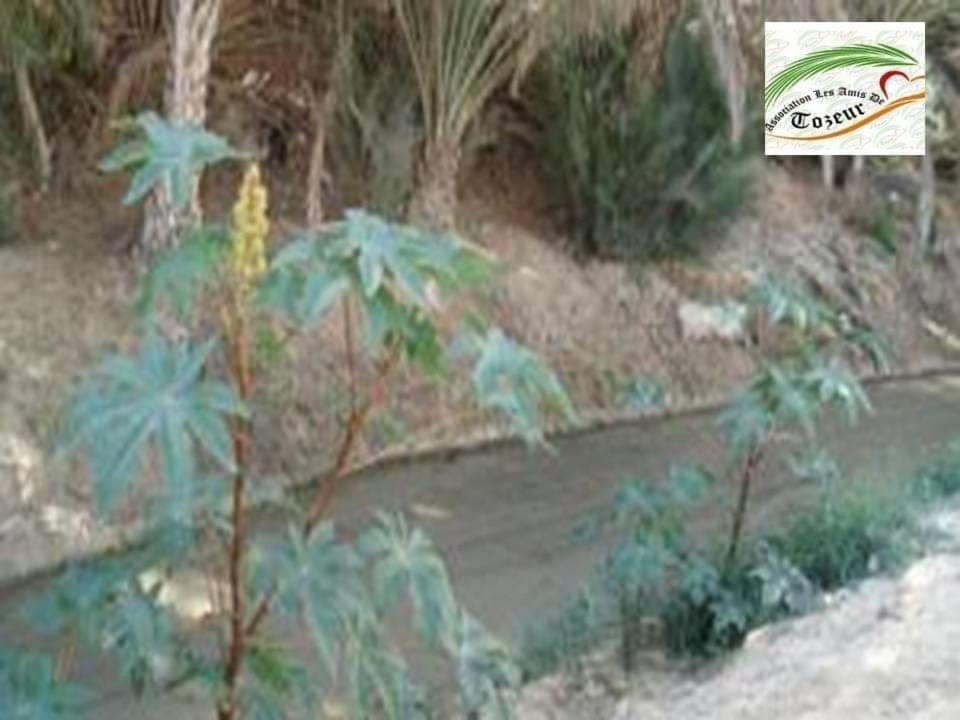 卢尔德住处酒店 托泽尔 外观 照片